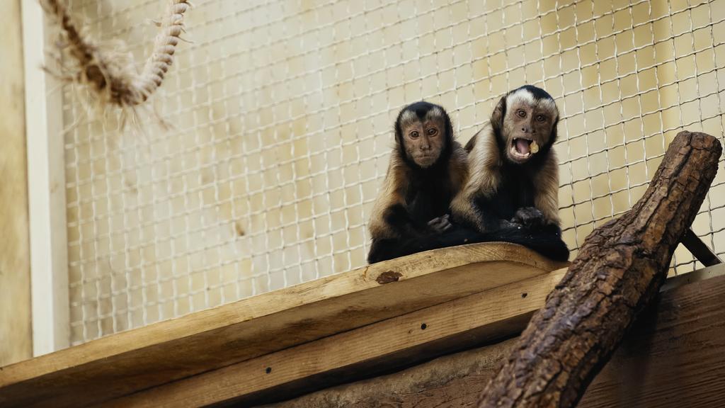 brown wild chimpanzee eating bread in zoo - Photo, Image