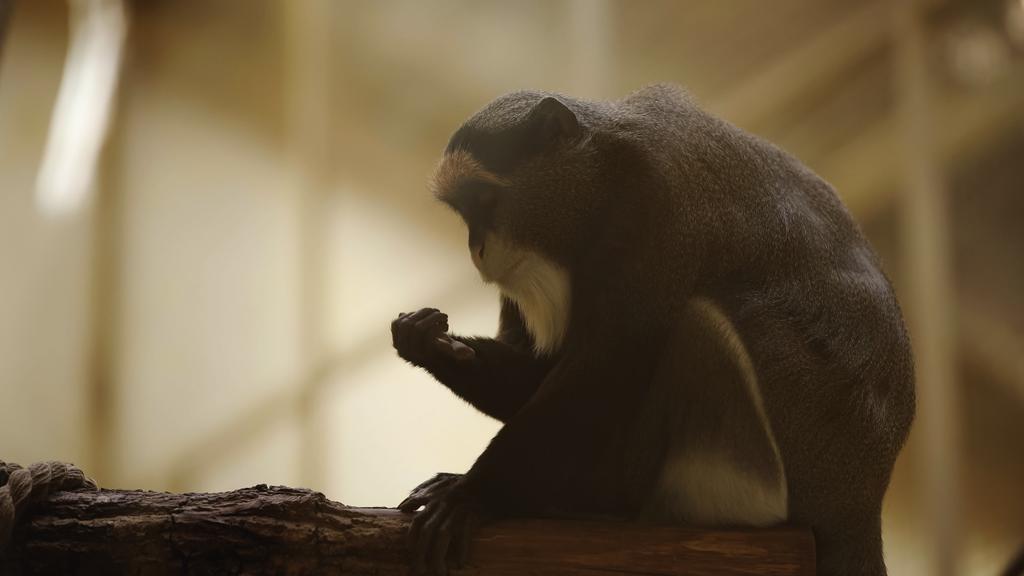 Vahşi siyah beyaz maymun hayvanat bahçesindeki patiye bakıyor. - Fotoğraf, Görsel