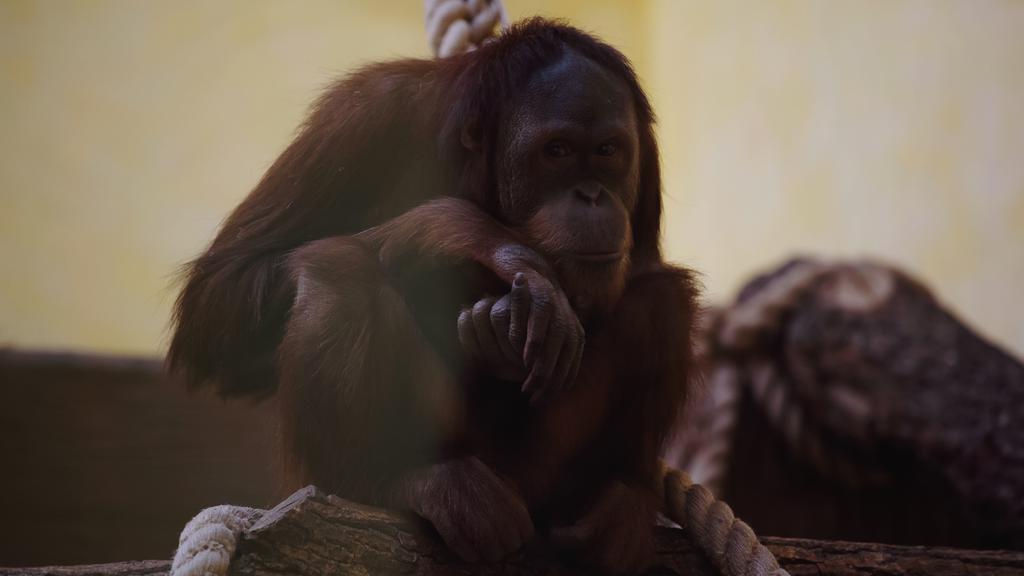wild brown macaque sitting near rope in zoo  - Φωτογραφία, εικόνα