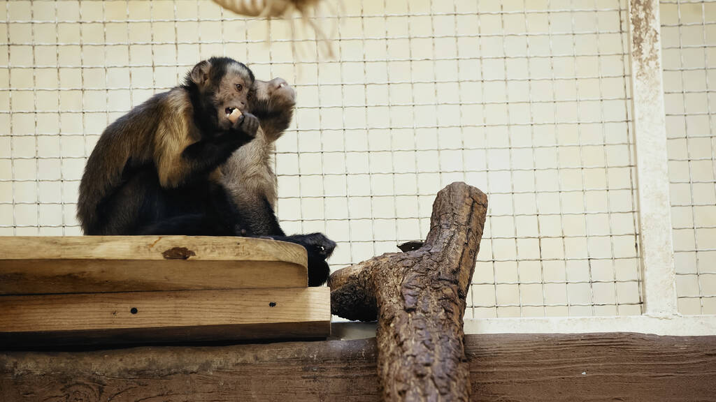 monos peludos y salvajes comiendo sabroso pan en el zoológico  - Foto, imagen
