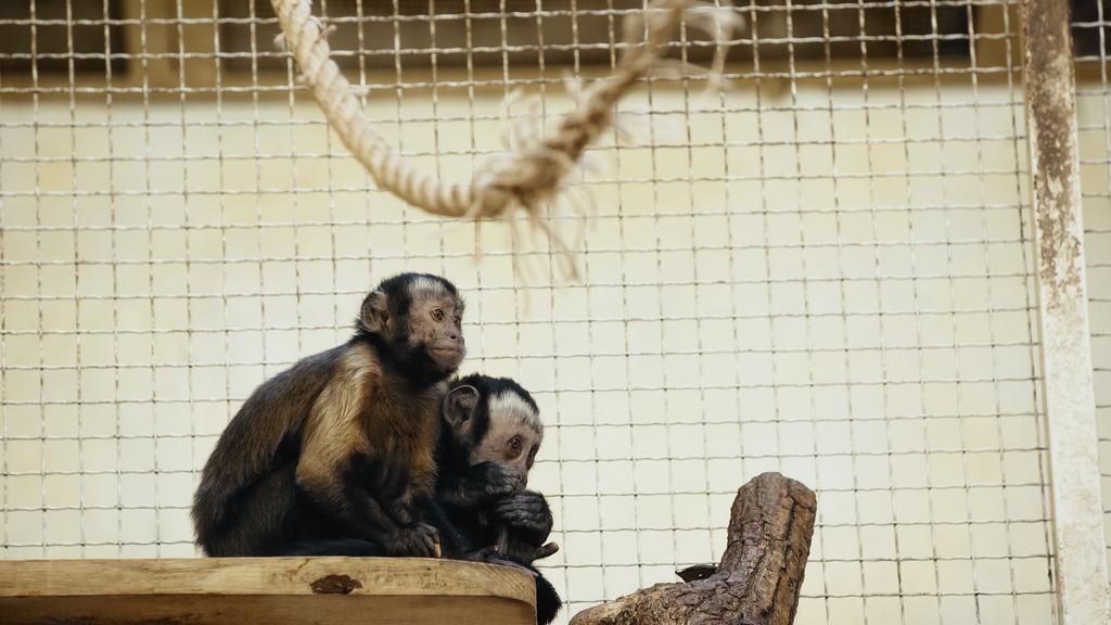 pelziger Schimpanse sitzt im Käfig und isst Brot  - Foto, Bild