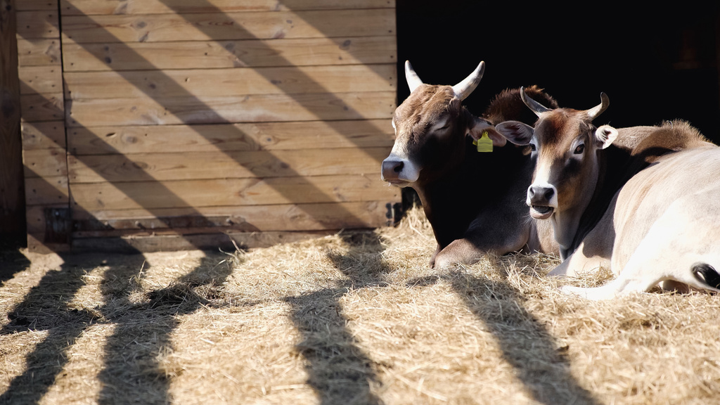 dzikie byki jedzące siano i leżące w pobliżu drewnianego ogrodzenia w zoo - Zdjęcie, obraz