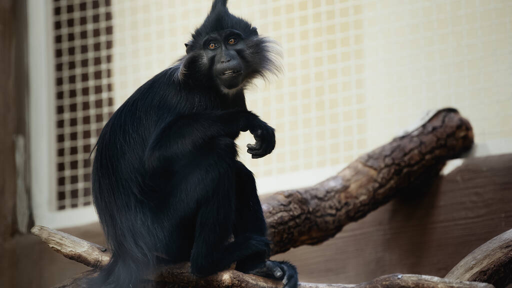черная обезьяна сидит на ветке в зоопарке - Фото, изображение