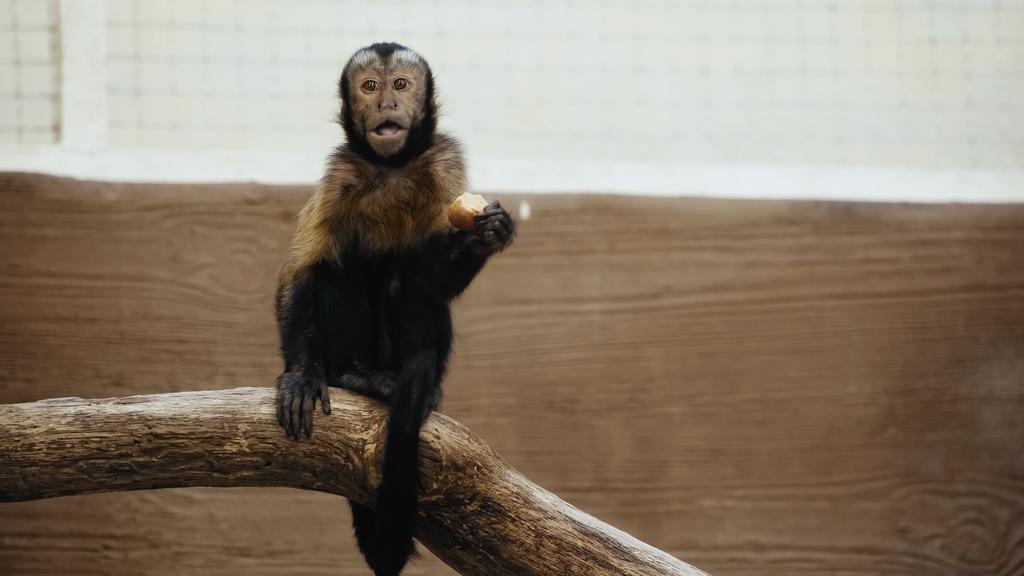 singe poilu sauvage mangeant des pommes de terre dans le zoo  - Photo, image