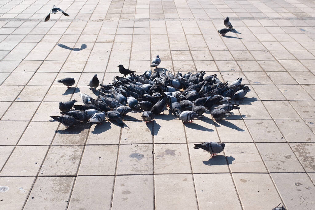 Группа голубей ест еду на открытом воздухе в солнечный день - Фото, изображение