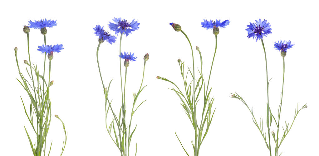 Set met mooie blauwe korenbloemen op witte achtergrond. Banner ontwerp - Foto, afbeelding