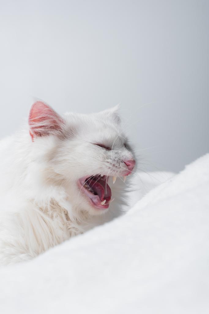 soffice gatto sbadigliare vicino coperta morbida isolato su grigio - Foto, immagini
