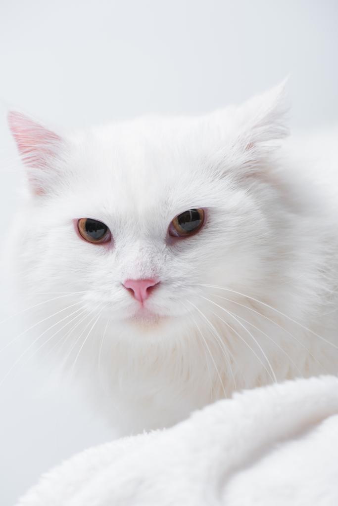 закрыть пушистого кота на мягкое одеяло, изолированное на белом  - Фото, изображение