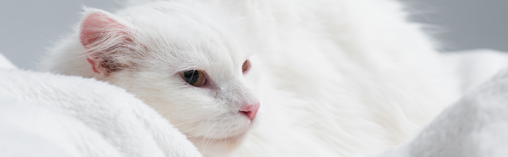 chat poilu sur couverture souple isolé sur gris, bannière - Photo, image