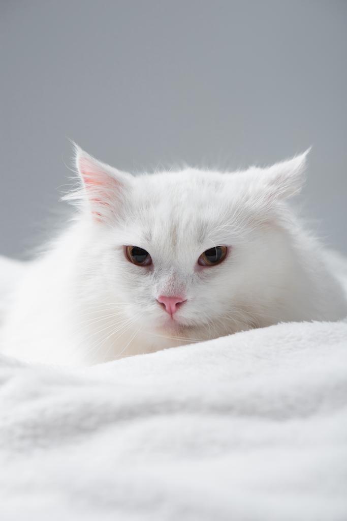 пушистый и белый кот на одеяле изолированы на серый  - Фото, изображение