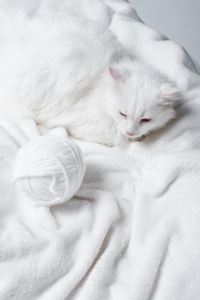 high angle view of fluffy cat near white ball of thread on soft blanket  - Photo, Image
