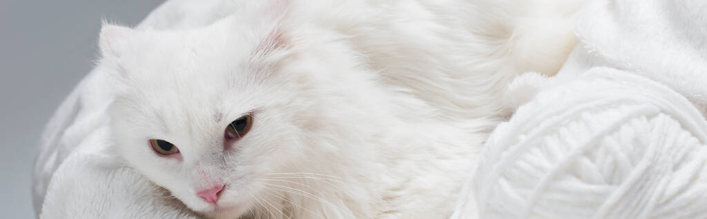 пухнаста кішка біля заплутаної кулі нитки на м'якій ковдрі ізольована на сірому, банер
 - Фото, зображення