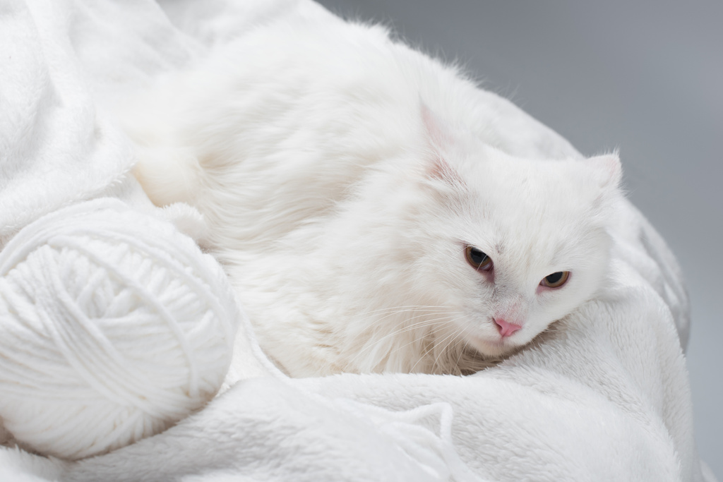 χνουδωτή γάτα κοντά στο λευκό μπάλα του νήματος σε μαλακή κουβέρτα απομονώνονται σε γκρι  - Φωτογραφία, εικόνα