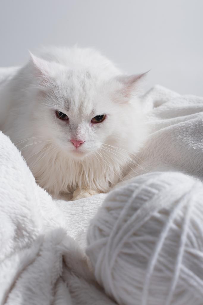 λευκή γάτα κοντά θολή και μπλεγμένη μπάλα του νήματος σε μαλακή κουβέρτα που απομονώνονται σε γκρι  - Φωτογραφία, εικόνα