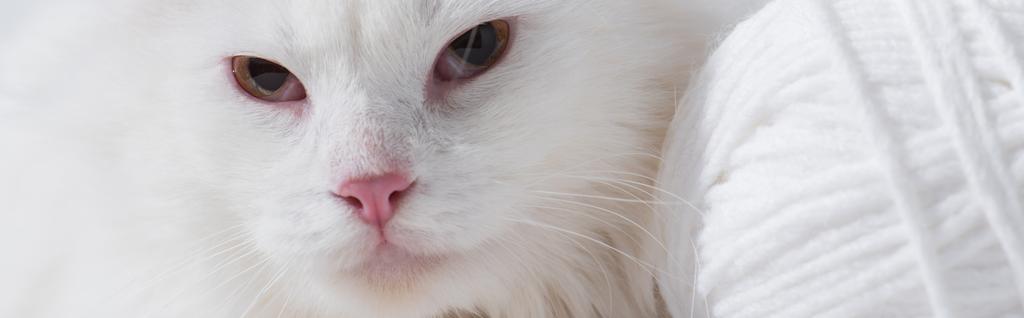 chat domestique blanc près de boule de fil enchevêtrée, bannière - Photo, image