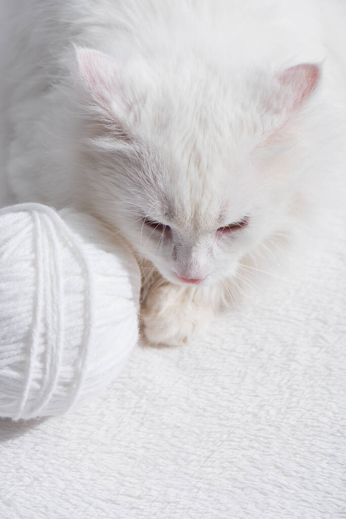 вид зверху на білого домашнього кота біля заплутаної кулі з нитки
 - Фото, зображення