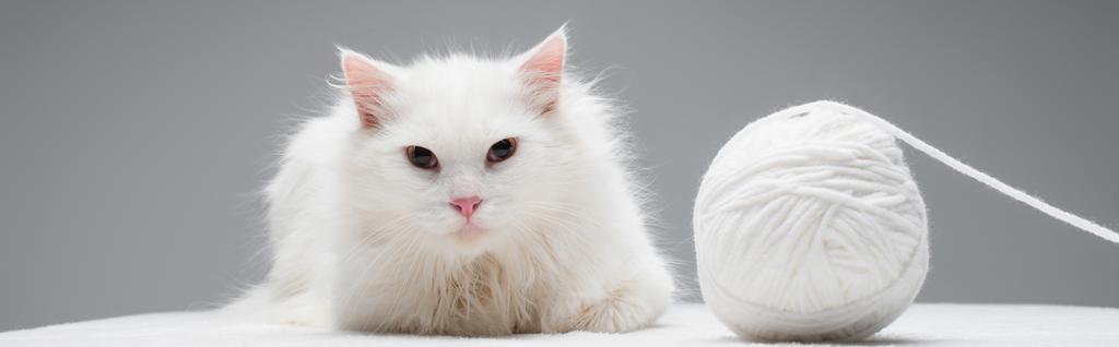 Gri pankartta izole edilmiş iplik yumağının yanındaki beyaz evcil kedi - Fotoğraf, Görsel