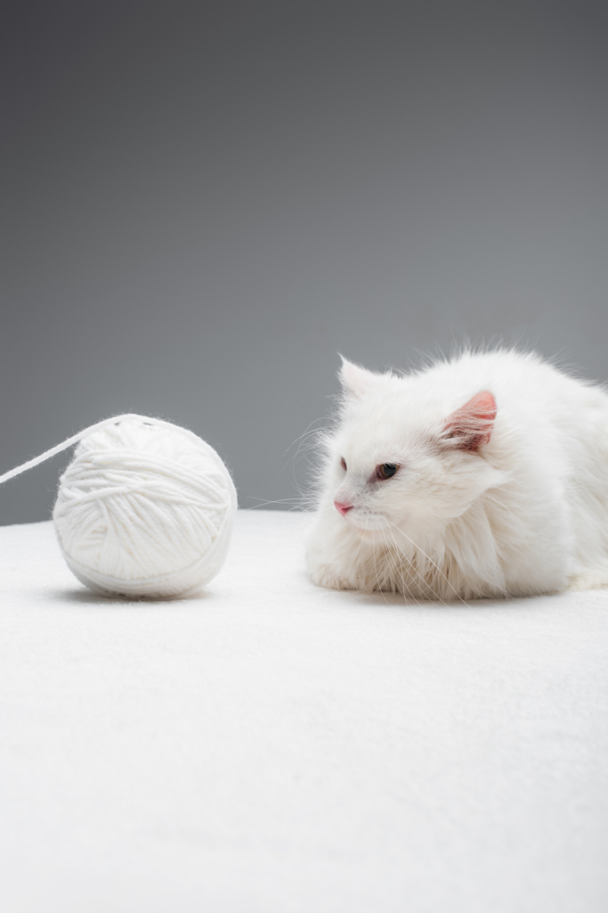 white domestic cat near tangled ball of thread isolated on grey  - Photo, Image