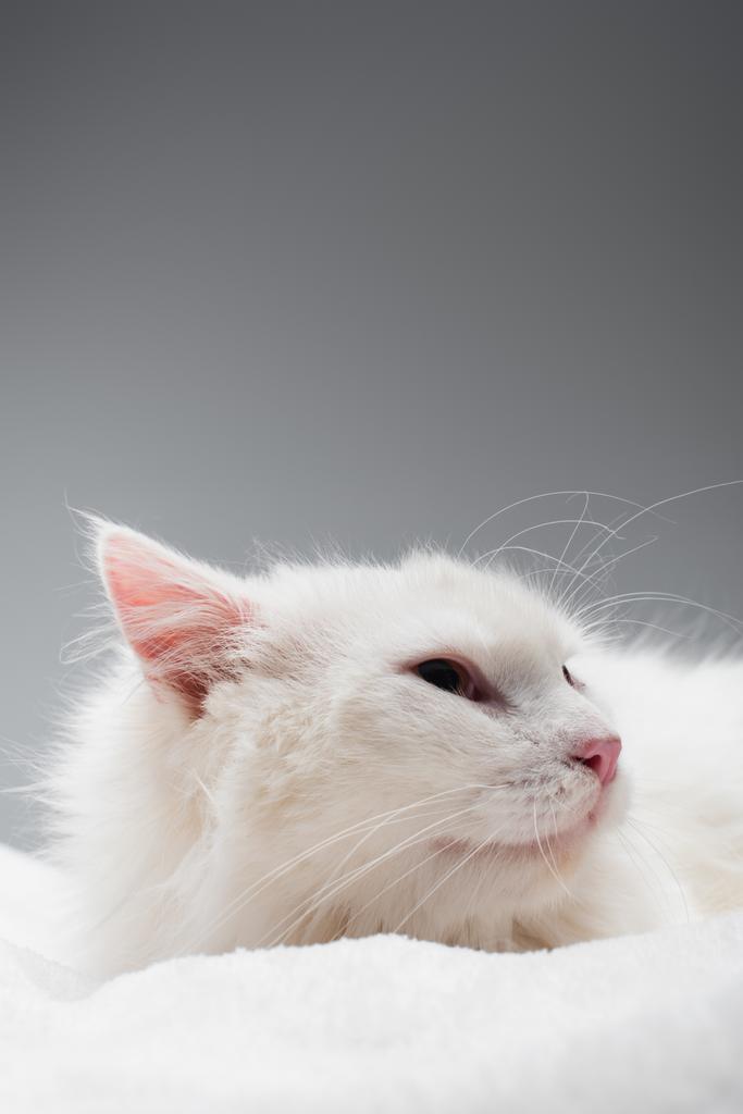 οικιακή λευκή γάτα σε απαλή λευκή κουβέρτα που απομονώνεται σε γκρι - Φωτογραφία, εικόνα