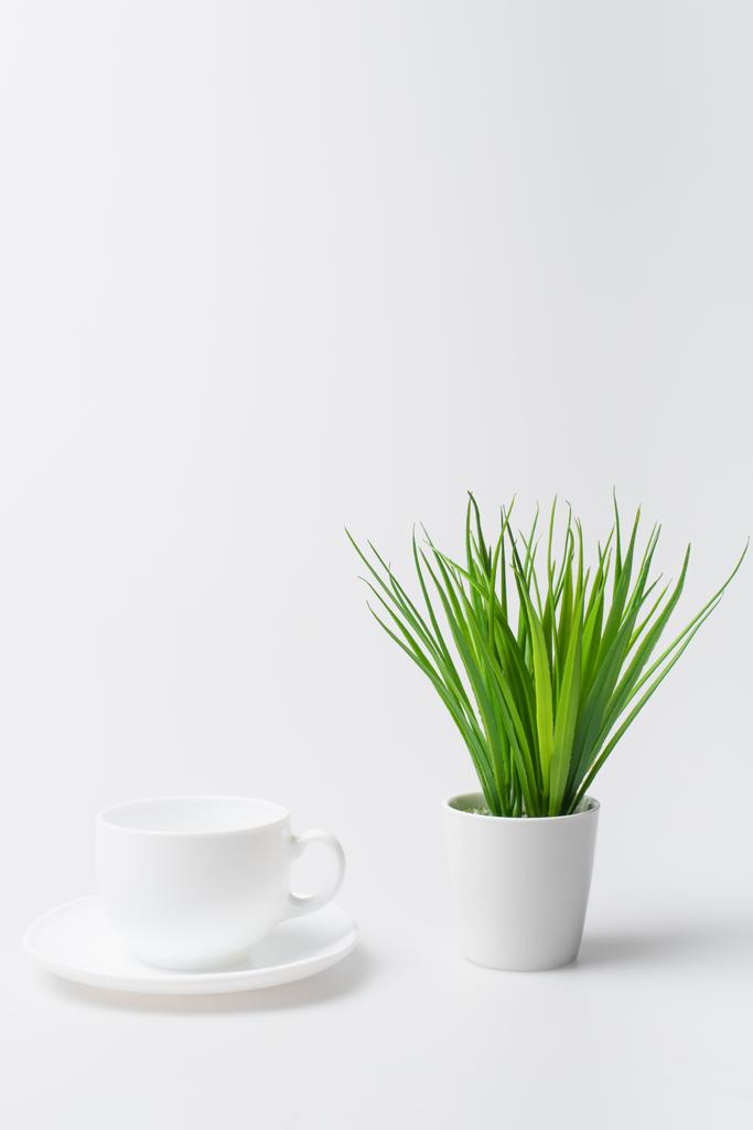 grüne Pflanze in der Nähe leerer Tasse und Untertasse isoliert auf weiß - Foto, Bild