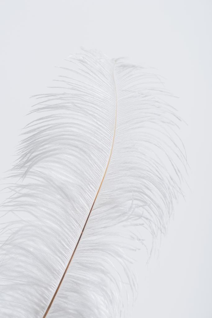 plume en apesanteur et duveteuse isolée sur blanc  - Photo, image