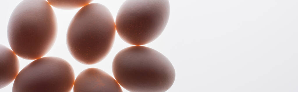 onderaanzicht van rauwe en biologische eieren geïsoleerd op wit, spandoek - Foto, afbeelding