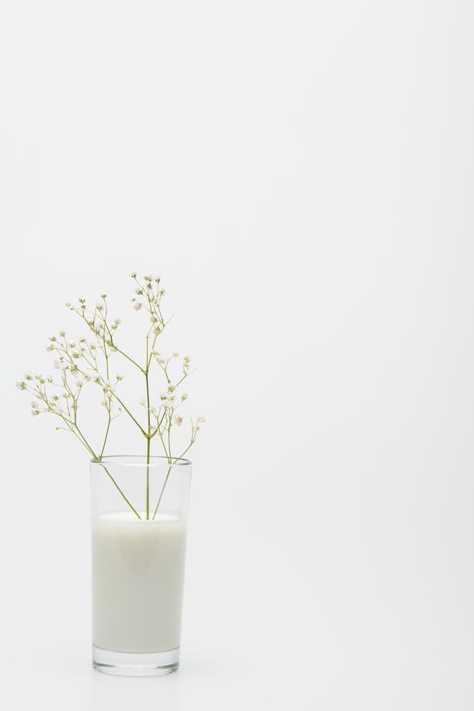 Zweig mit blühenden Blumen im Glas mit Milch isoliert auf weiß  - Foto, Bild