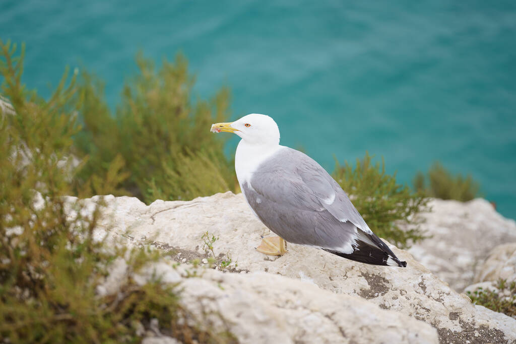 A closeup shot of a seagull on a rock - Photo, Image