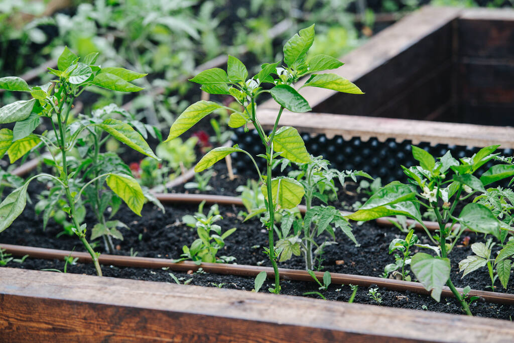 Перець і помідори, що ростуть в теплиці на підвищених садових грядках, наповнені хорошою родючою землею
. - Фото, зображення