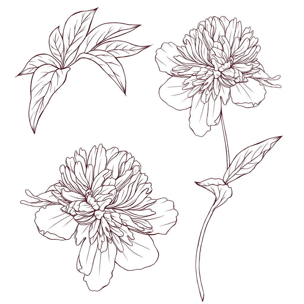Цветы со стеблями эскиз, цветущие пионы линии искусства, черный ботаника, винтажные цветочные иллюстрации - Фото, изображение