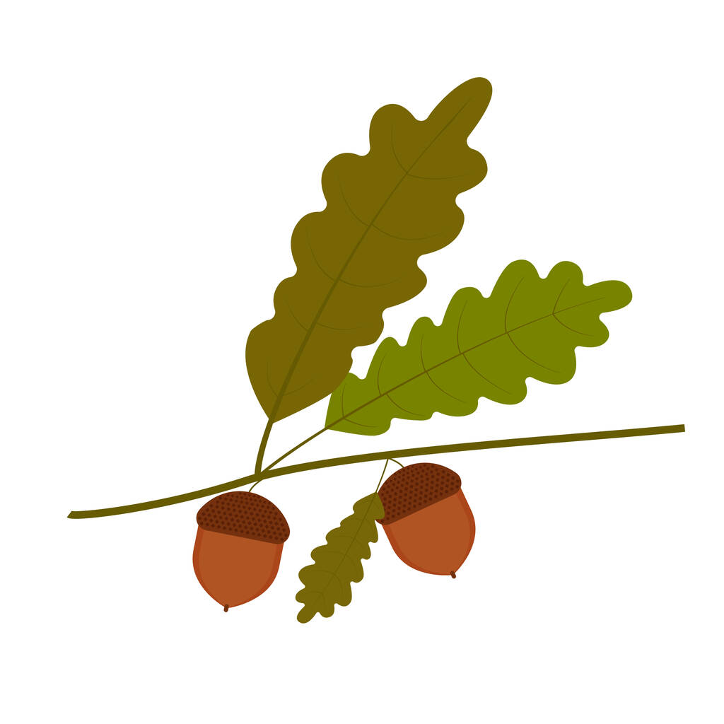 Vektorillustration eines Eichenzweiges mit Blättern und Eicheln. Isoliert - Vektor, Bild