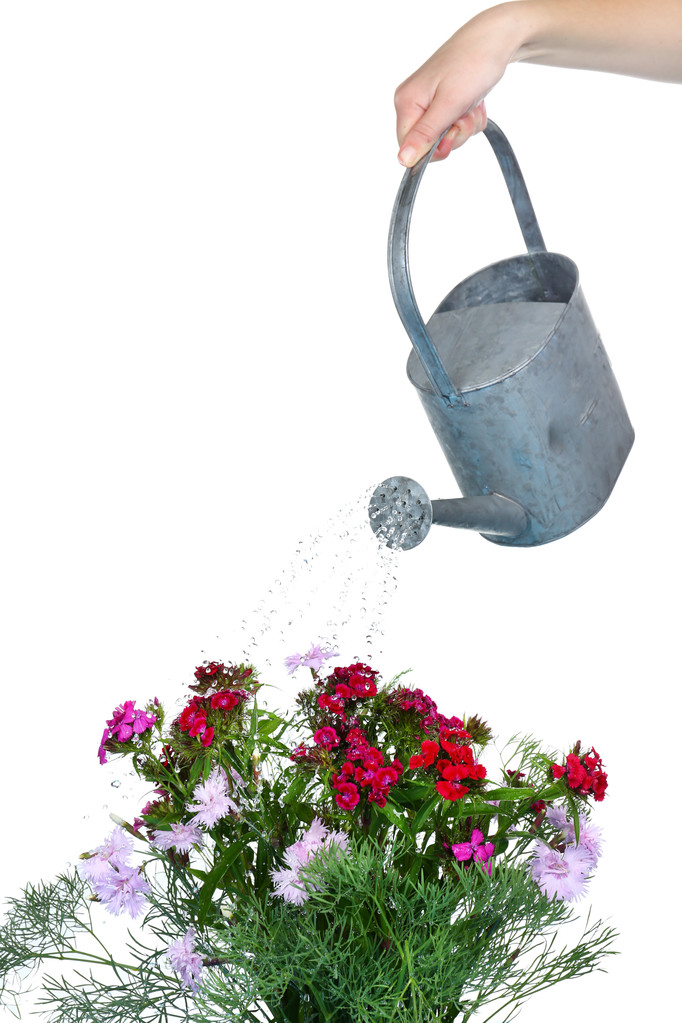 Vesi voi kastella kukkia eristetty valkoinen
 - Valokuva, kuva