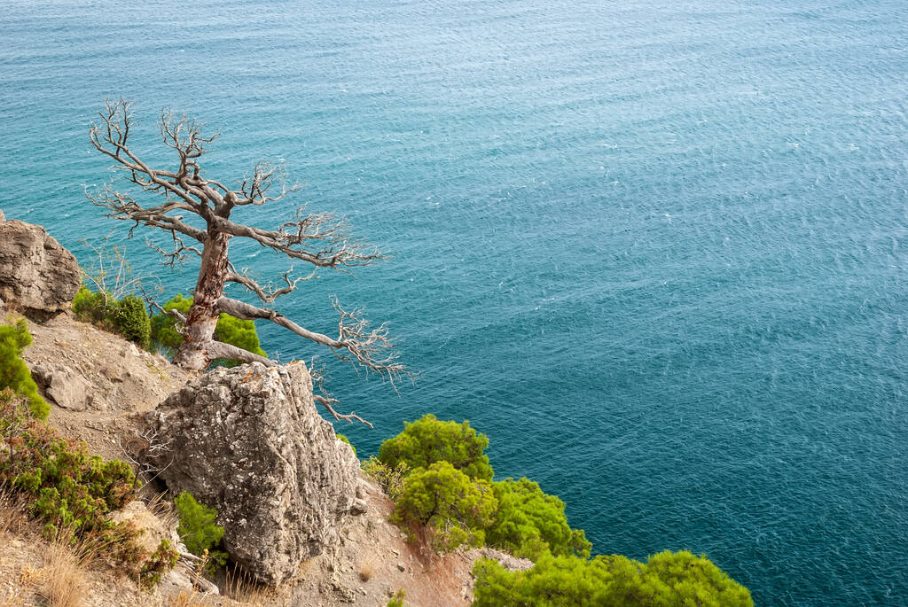 Κριμαίας μπονσάι - Παλλάς πεύκο (Κριμαίας πεύκης) στο φόντο των βουνών και της Μαύρης Θάλασσας - Φωτογραφία, εικόνα