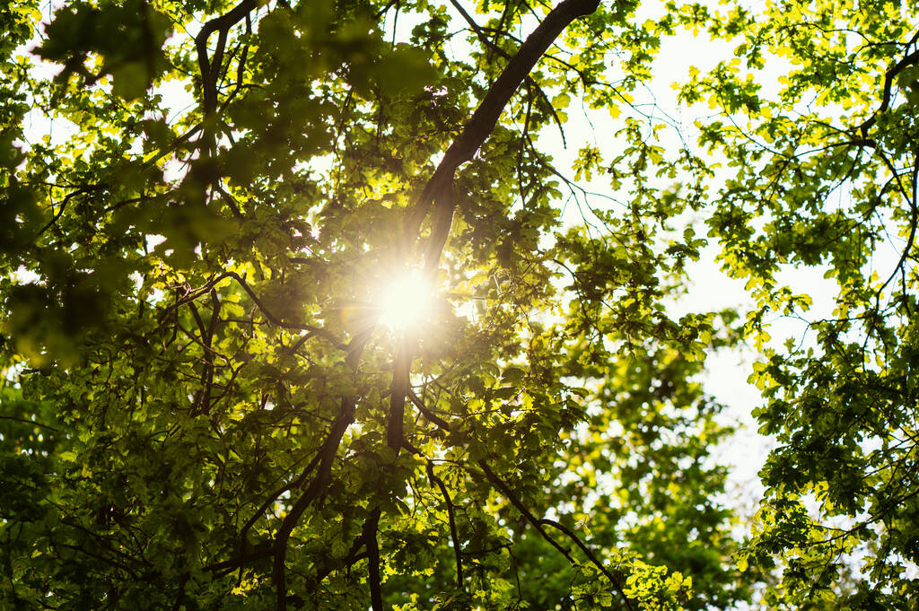 Вид з-під зеленого широкого дерева. Подивіться на сонце, що ламає горло листя
 - Фото, зображення