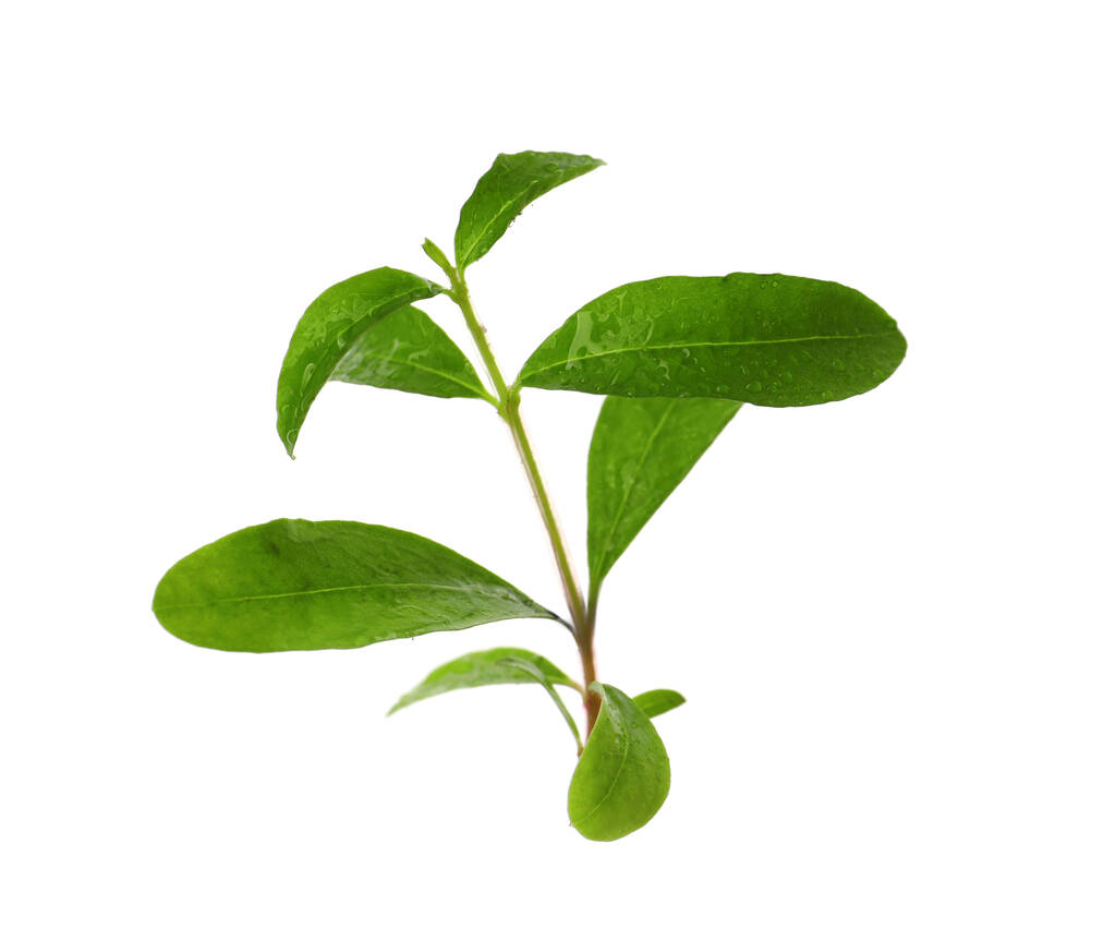 Гілка граната з зеленим листям на білому тлі
 - Фото, зображення