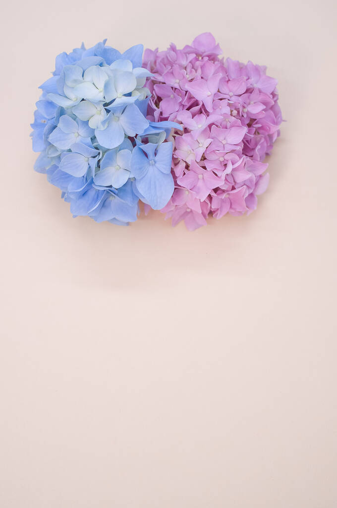 Belles hortensias violettes et bleues sur fond beige - Photo, image