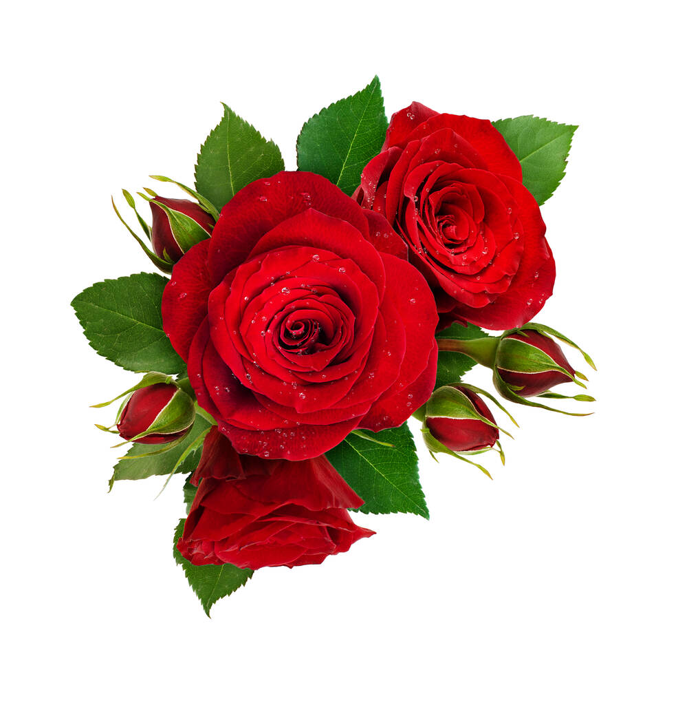 Krásná kompozice s červenými květy růží a pupeny izolované na bílém pozadí. Ležel. Horní pohled. - Fotografie, Obrázek