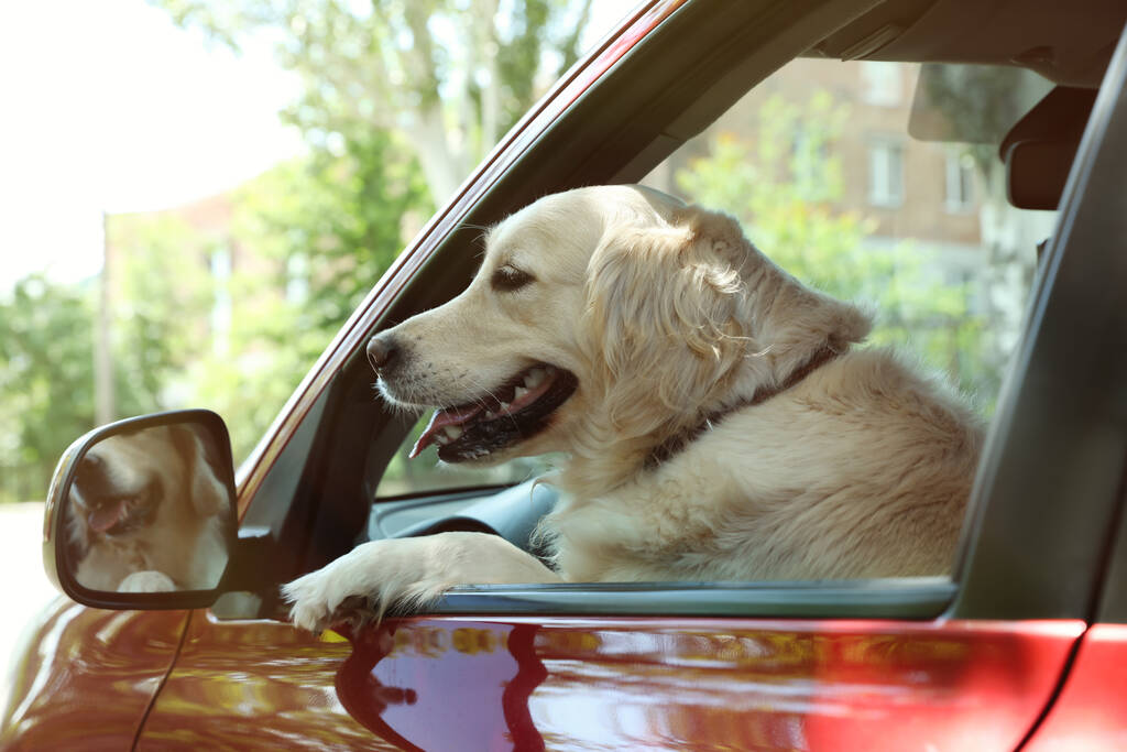 屋外の車の運転席で愛らしいゴールデンレトリバー犬 - 写真・画像