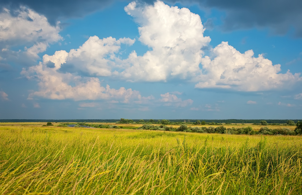 Letni krajobraz z wysoką trawą pod zachmurzonym niebem - Zdjęcie, obraz