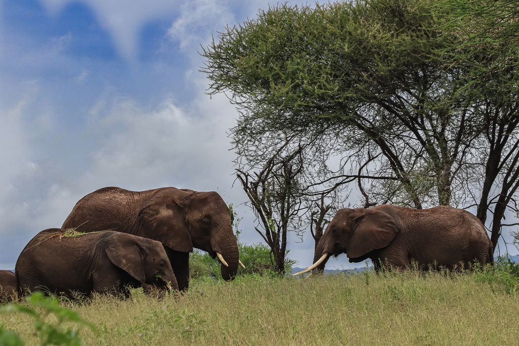 grupo de elefantes de pie cerca de árboles en la sabana  - Foto, imagen