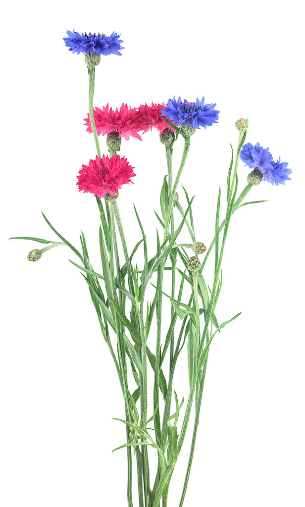 白い背景に隔離されたカラフルなコーンフラワーの美しい花束。青とピンクの花. - 写真・画像