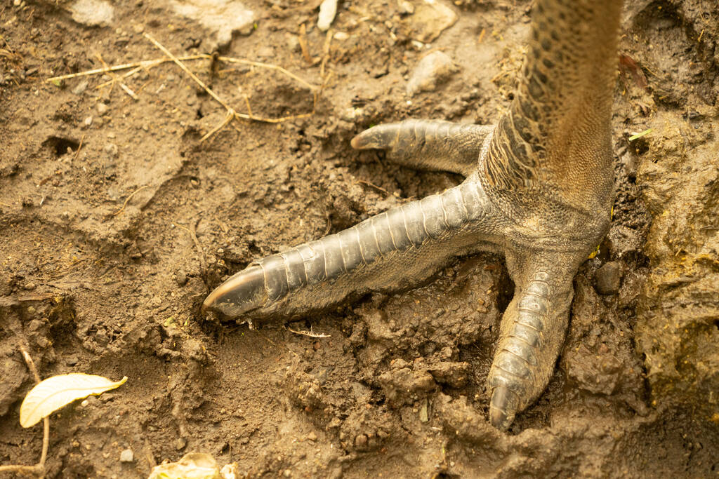 Eine Nahaufnahme des Fußes, wenn ein Emu - Foto, Bild