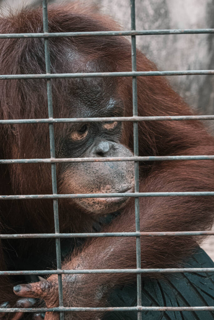 обезьяна чувствует одиночество и печаль за решеткой. глаза обезьяны в результате помещения в клетку в зоопарке - Фото, изображение