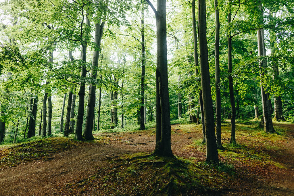 Bajkowy ogon Drzewa leśne. natura zielone drewno sunlight tła - Zdjęcie, obraz