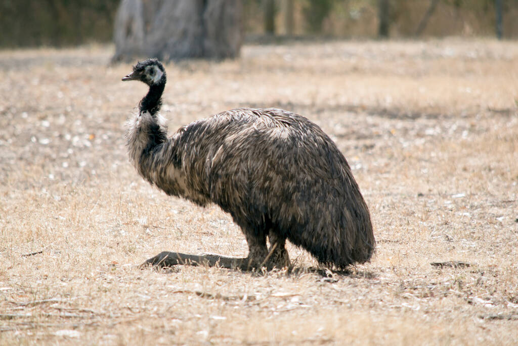 Der Emus sitzt auf einem trockenen Feld - Foto, Bild