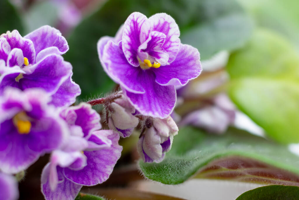 Macro foto de flor violeta africana saintpaulia e botões em flor. - Foto, Imagem