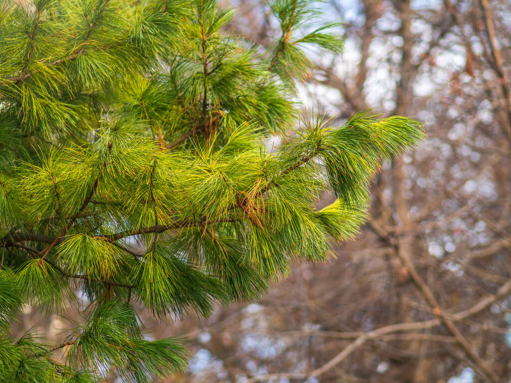 Cedar oksat pitkä pörröinen neuloja kaunis sumea tausta. Pinus sibirica tai siperianmänty. Mänty haara pitkä ja ohut neuloja. Mänty näyttää pehmeältä ja pörröiseltä. - Valokuva, kuva