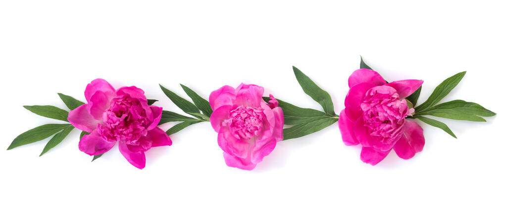 Girlande aus schönen rosa Pfingstrosen auf weißem, isoliertem Hintergrund mit Postkarte für Glückwünsche oder Einladungen. Kreativer Blumenkranz. - Foto, Bild