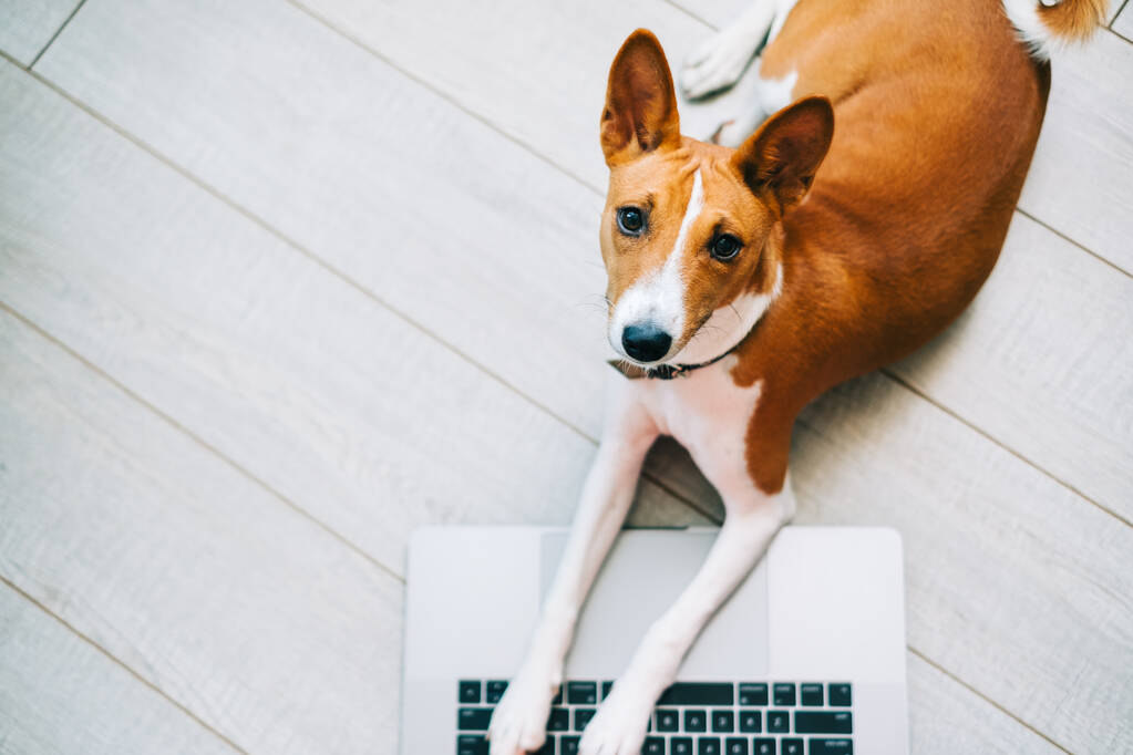 ノートパソコンで床に寝そべっている赤白の弁当犬. - 写真・画像