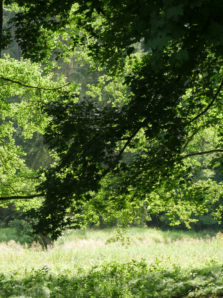 Вертикальний знімок свіжих зелених дерев у лісі
 - Фото, зображення